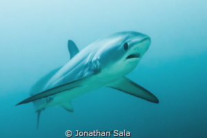 Tresher Shark by Jonathan Sala 
